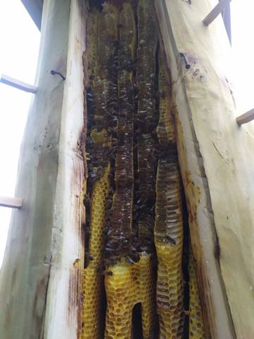 Internal log hive view